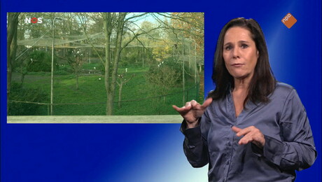 NOS Jeugdjournaal met gebarentaal